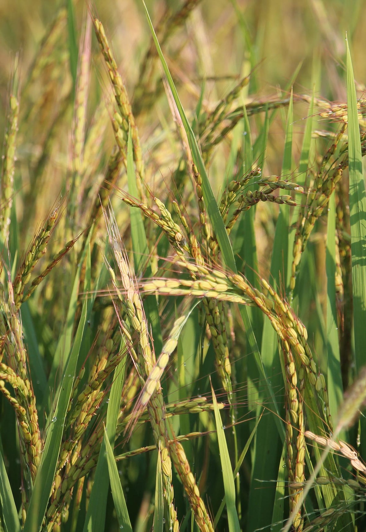 Rice water